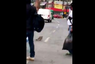 [VIDEO] Hombre detiene el tráfico en Edomex para salvar a un cacomixtle